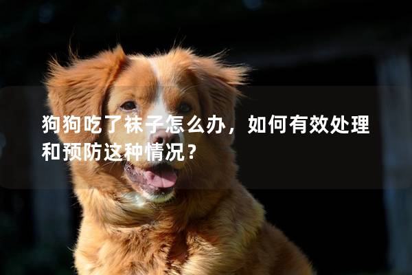 狗狗吃了襪子怎么辦，如何有效處理和預(yù)防這種情況？