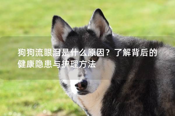 狗狗流眼淚是什么原因？了解背后的健康隱患與護理方法