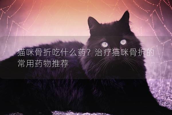 貓咪骨折吃什么藥？治療貓咪骨折的常用藥物推薦