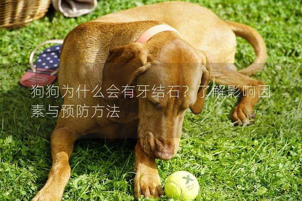 狗狗為什么會有牙結石？了解影響因素與預防方法
