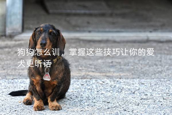 狗狗怎么訓(xùn)，掌握這些技巧讓你的愛犬更聽話