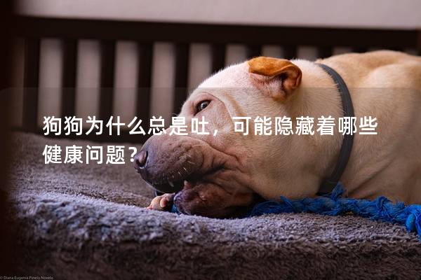 狗狗為什么總是吐，可能隱藏著哪些健康問題？