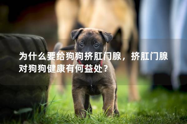 為什么要給狗狗擠肛門腺，擠肛門腺對狗狗健康有何益處？