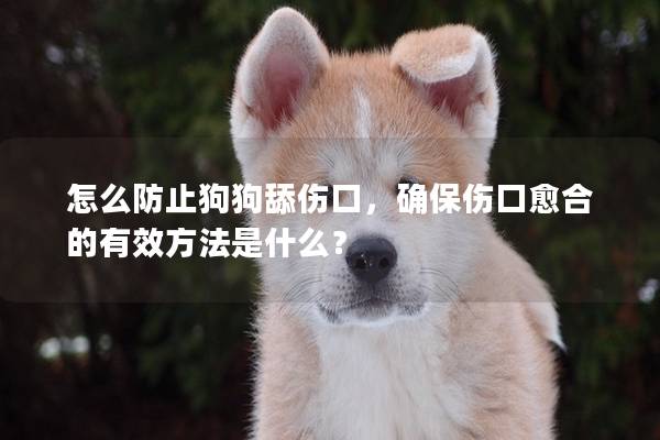 怎么防止狗狗舔傷口，確保傷口愈合的有效方法是什么？