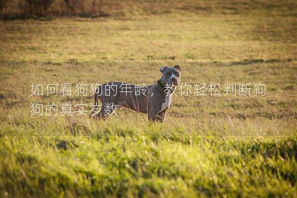 如何看狗狗的年齡，教你輕松判斷狗狗的真實歲數(shù)