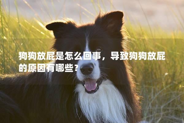 狗狗放屁是怎么回事，導(dǎo)致狗狗放屁的原因有哪些？