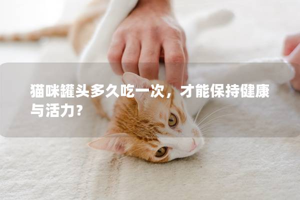 貓咪罐頭多久吃一次，才能保持健康與活力？