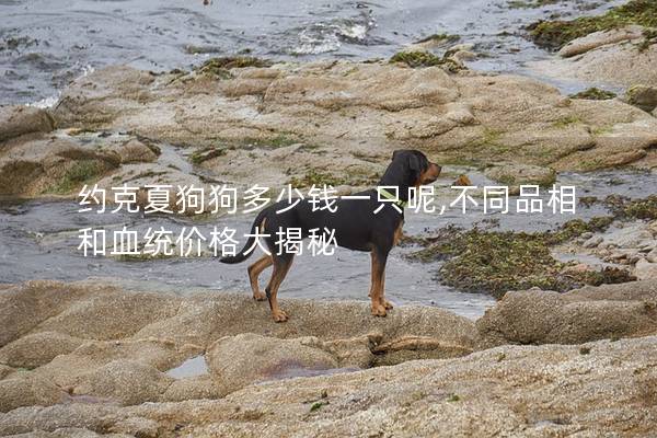 約克夏狗狗多少錢一只呢,不同品相和血統(tǒng)價(jià)格大揭秘