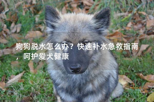 狗狗脫水怎么辦？快速補(bǔ)水急救指南，呵護(hù)愛(ài)犬健康