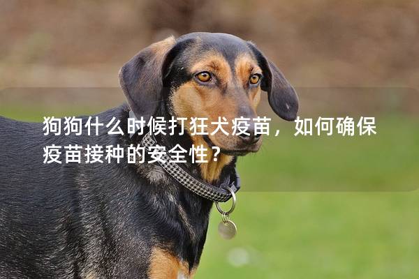 狗狗什么時候打狂犬疫苗，如何確保疫苗接種的安全性？