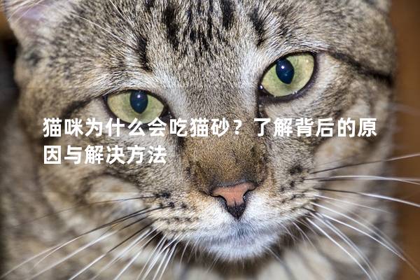 貓咪為什么會吃貓砂？了解背后的原因與解決方法