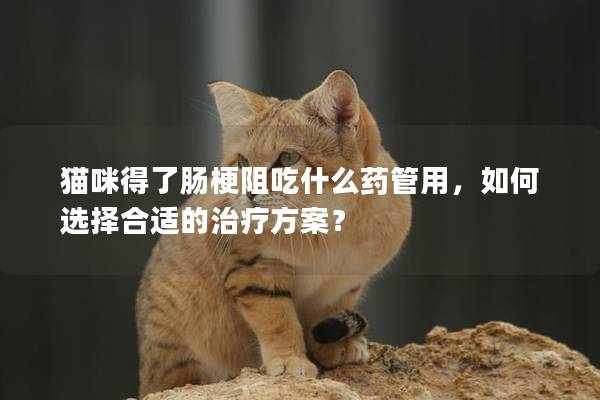 貓咪得了腸梗阻吃什么藥管用，如何選擇合適的治療方案？