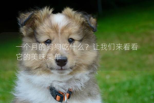 一個(gè)月的狗狗吃什么？讓我們來看看它的美味菜單