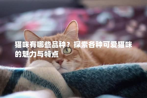 貓咪有哪些品種？探索各種可愛貓咪的魅力與特點