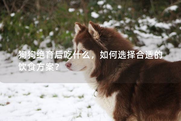 狗狗絕育后吃什么,如何選擇合適的飲食方案? 狗狗絕育后吃什么,如何選擇合適的飲食方案?