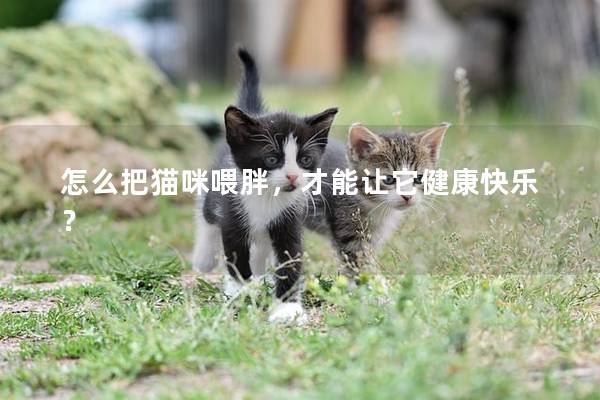 怎么把貓咪喂胖，才能讓它健康快樂？