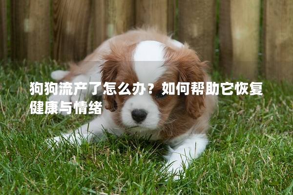 狗狗流產了怎么辦？如何幫助它恢復健康與情緒