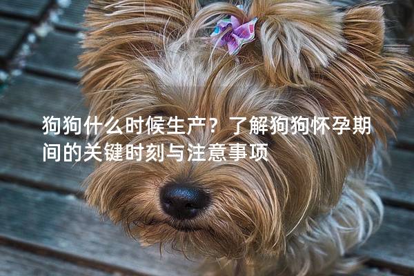 狗狗什么時候生產(chǎn)？了解狗狗懷孕期間的關(guān)鍵時刻與注意事項