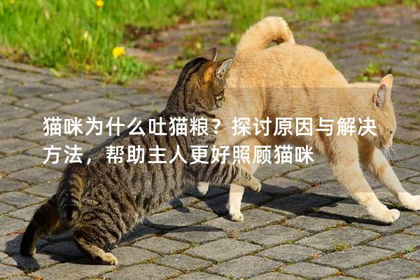 貓咪為什么吐貓糧？探討原因與解決方法，幫助主人更好照顧貓咪