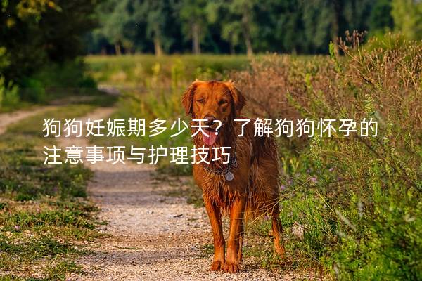 狗狗妊娠期多少天？了解狗狗懷孕的注意事項(xiàng)與護(hù)理技巧