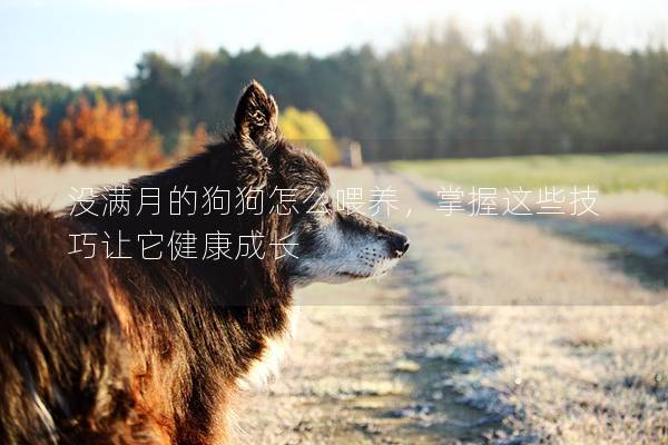 沒滿月的狗狗怎么喂養，掌握這些技巧讓它健康成長