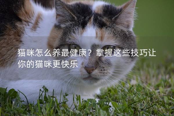 貓咪怎么養(yǎng)最健康？掌握這些技巧讓你的貓咪更快樂