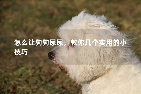 怎么讓狗狗尿尿，教你幾個實用的小技巧