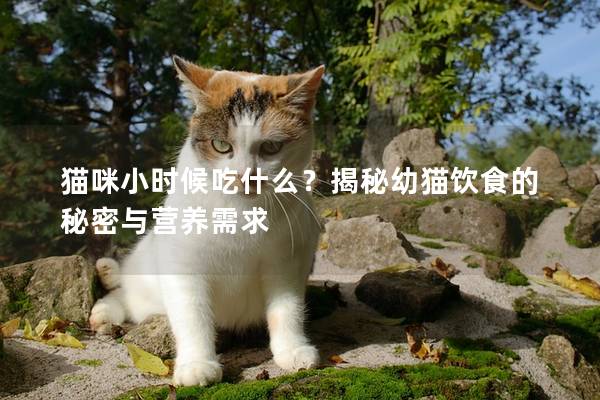 貓咪小時(shí)候吃什么？揭秘幼貓飲食的秘密與營(yíng)養(yǎng)需求