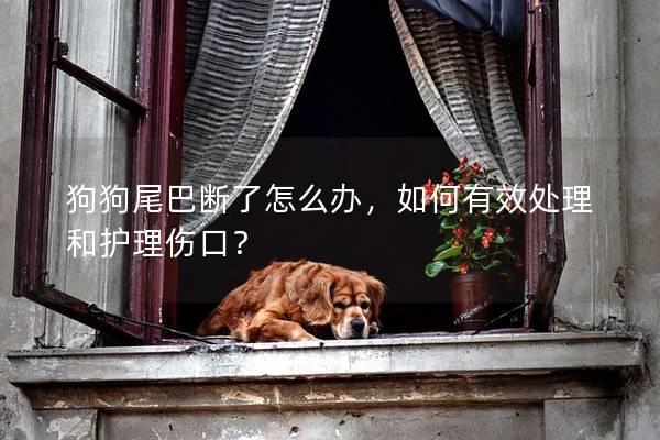 狗狗尾巴斷了怎么辦，如何有效處理和護(hù)理傷口？