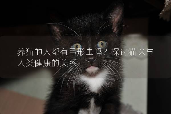 養貓的人都有弓形蟲嗎？探討貓咪與人類健康的關系