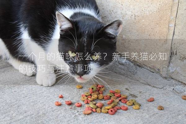 一個月的貓咪怎么養？新手養貓必知的技巧與注意事項