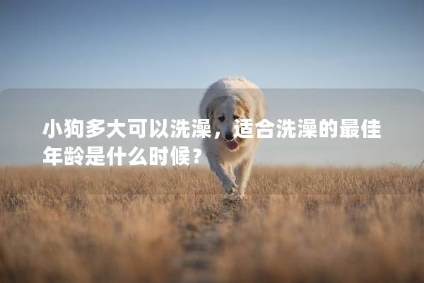 小狗多大可以洗澡，適合洗澡的最佳年齡是什么時候？