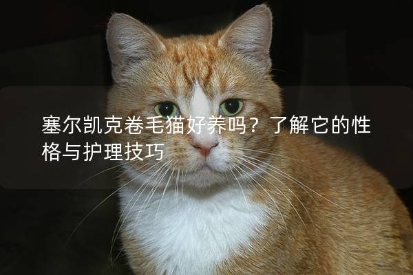 塞爾凱克卷毛貓好養(yǎng)嗎？了解它的性格與護理技巧