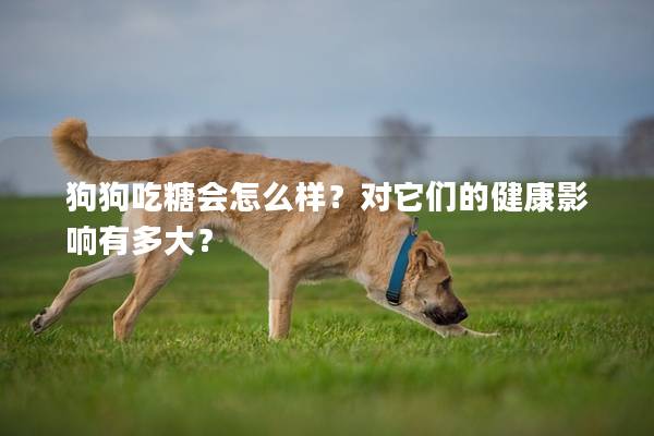狗狗吃糖會怎么樣?對它們的健康影響有多大? 狗狗吃糖會怎么樣?對它們的健康影響有多大?