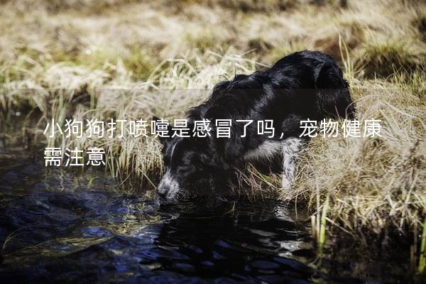 小狗狗打噴嚏是感冒了嗎，寵物健康需注意