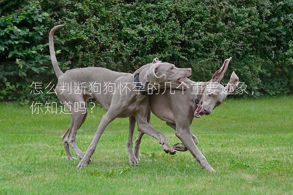 怎么判斷狗狗懷孕的幾個重要跡象，你知道嗎？