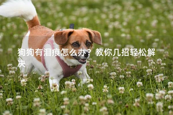 狗狗有淚痕怎么辦？教你幾招輕松解決