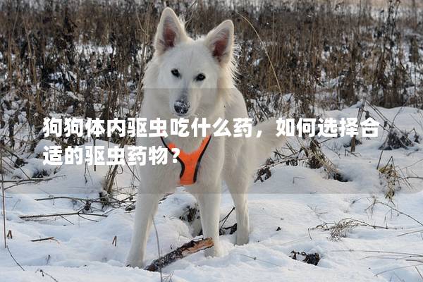 狗狗體內驅蟲吃什么藥,如何選擇合適的驅蟲藥物? 狗狗體內驅蟲吃什么藥,如何選擇合適的驅蟲藥物?