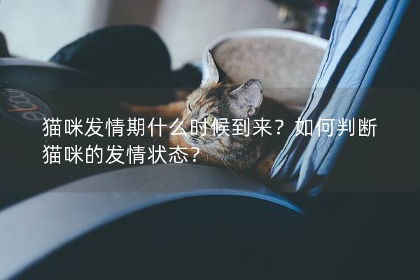 貓咪發情期什么時候到來？如何判斷貓咪的發情狀態？