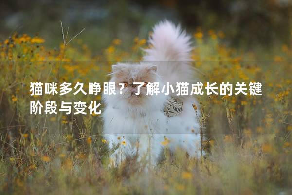 貓咪多久睜眼？了解小貓成長的關鍵階段與變化