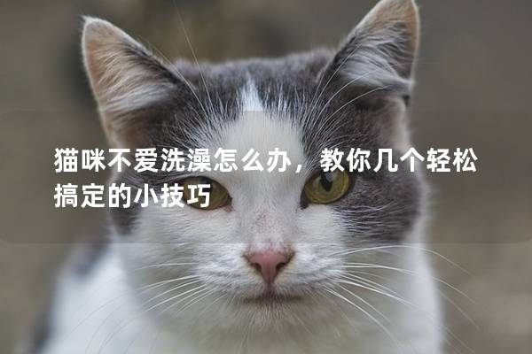 貓咪不愛洗澡怎么辦，教你幾個輕松搞定的小技巧