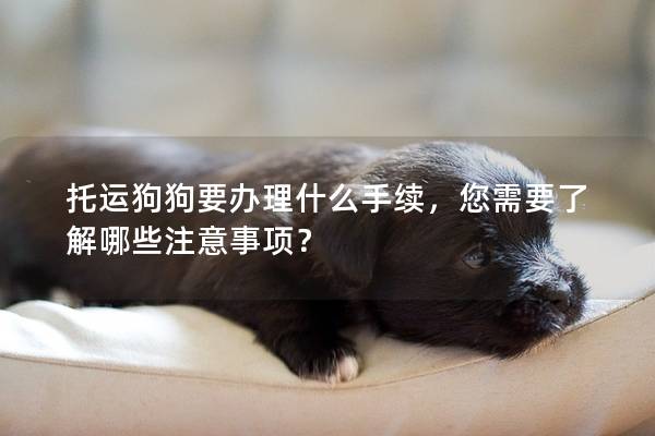 托運狗狗要辦理什么手續，您需要了解哪些注意事項？