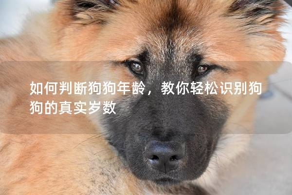 如何判斷狗狗年齡，教你輕松識別狗狗的真實歲數(shù)
