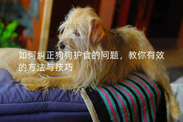 如何糾正狗狗護食的問題，教你有效的方法與技巧