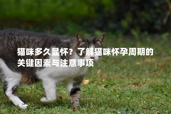 貓咪多久顯懷？了解貓咪懷孕周期的關鍵因素與注意事項