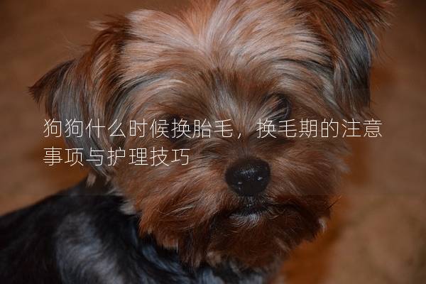 狗狗什么時候換胎毛，換毛期的注意事項與護理技巧