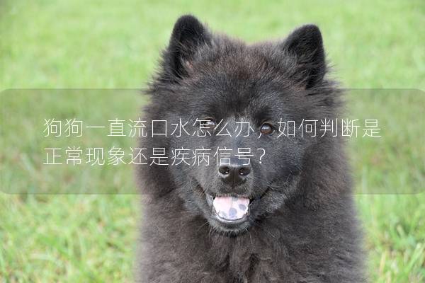 狗狗一直流口水怎么辦，如何判斷是正常現象還是疾病信號？
