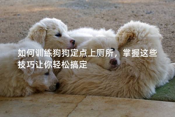 如何訓(xùn)練狗狗定點上廁所，掌握這些技巧讓你輕松搞定