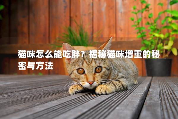 貓咪怎么能吃胖？揭秘貓咪增重的秘密與方法
