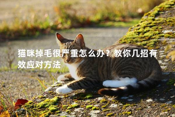 貓咪掉毛很嚴(yán)重怎么辦？教你幾招有效應(yīng)對(duì)方法